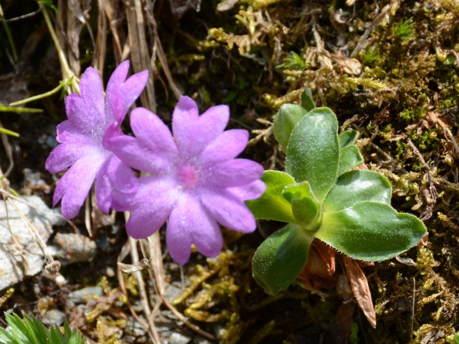 Primula integrifolia